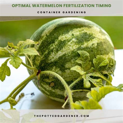 Fertilizing Watermelons に対する画像結果