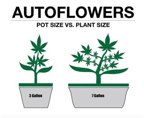 Image result for Autoflower Grow Tips