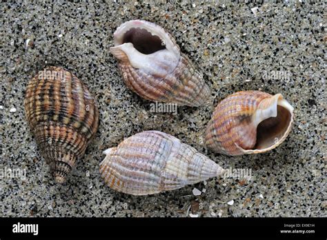 Toradh íomhá ar Types of Whelk Shells