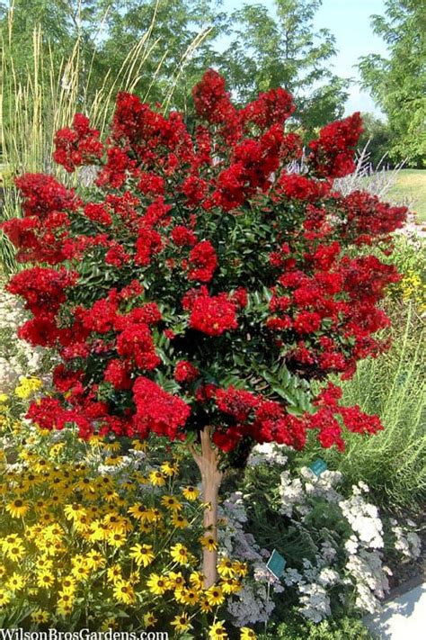 Image result for Blood Red Crepe Myrtle Tree