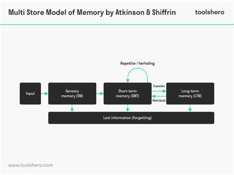 Image result for Multi-Store Memory Model Diagram
