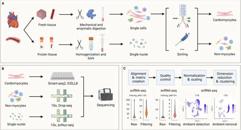 Résultat d’images pour SC RNA Sequencing Workflow