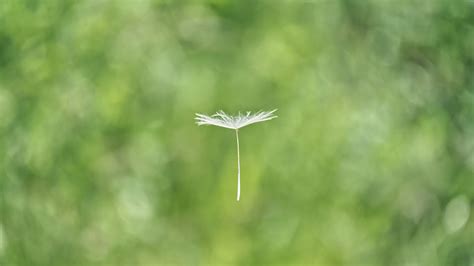 Image result for Pre Basic Seed