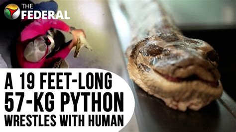 Image result for Python Snake 20 Foot