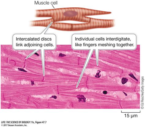 Image result for Cardiac Muscle Cell Structure