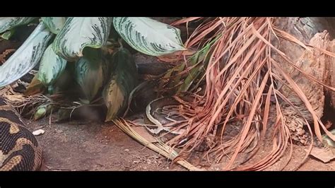 Image result for Burmese Python Cincinnati Zoo