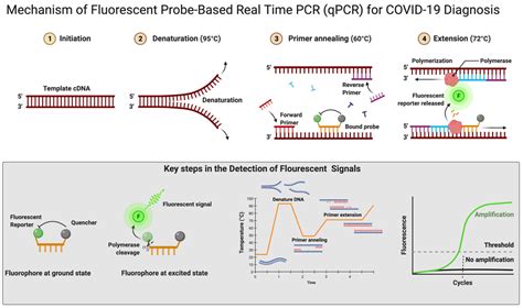 Image result for qPCR Method