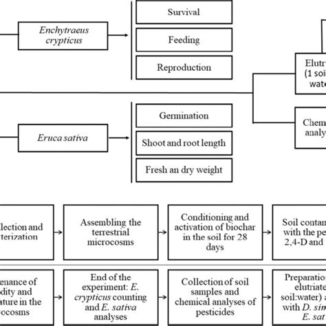 Image result for Experimental Study Design Examples