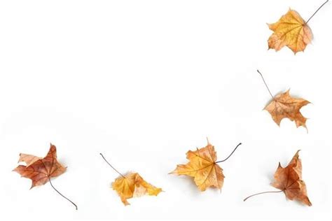 Image result for Fall Leaf Line