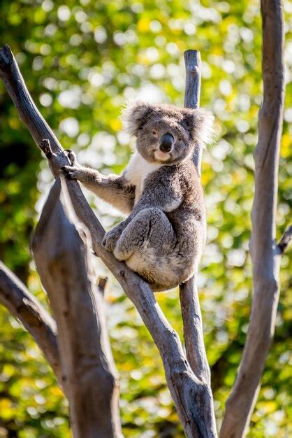 Koala Sitting in Tree No Background に対する画像結果