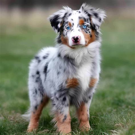 Toradh íomhá ar Australian Shepherd Types