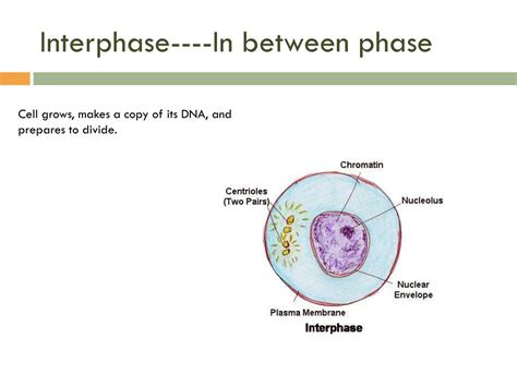 Image result for Cell Processes Book