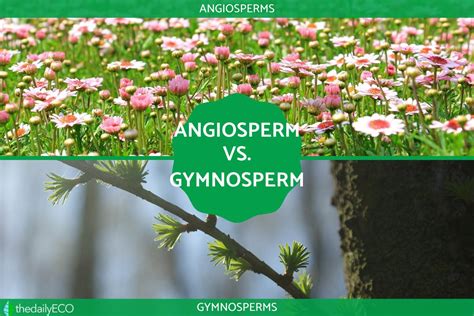 Image result for Seed Dispersal Angiosperm vs Gymnosperm