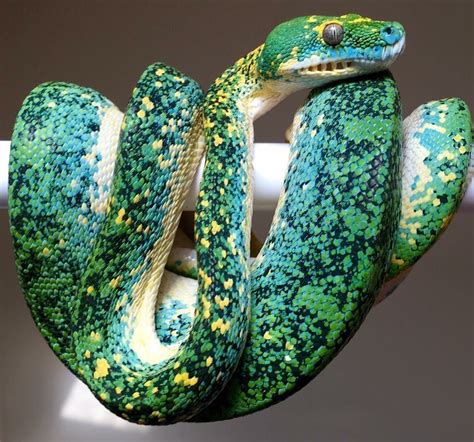 Image result for Emerald Green Tree Python