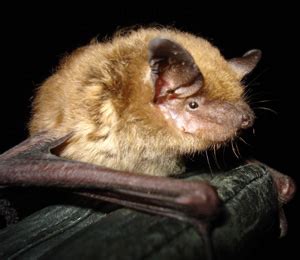 Image result for Wisconsin Bat Program