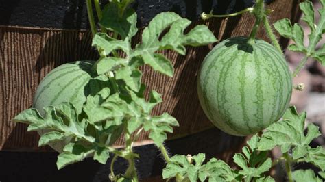 Fertilizing Watermelons に対する画像結果