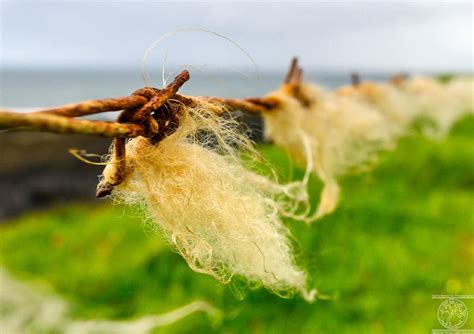 Image result for Wire Wool