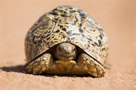 Leopard Tortoise Shell Rot కోసం చిత్ర ఫలితం