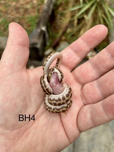 Image result for Baby Stimson Python