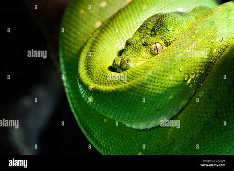 Image result for Green Tree Python Standing