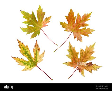 Image result for Silver Maple Fall Color