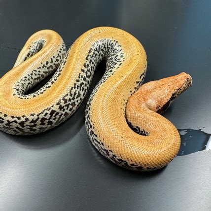 Image result for Pixel Blood Python