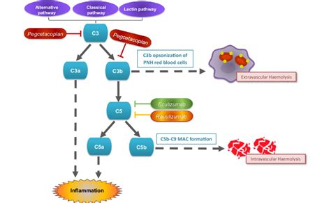 Afbeeldingsresultaten voor C3 Complement Cascade