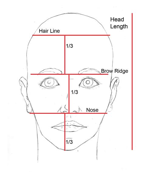 Image result for Human Face Proportion Worksheet