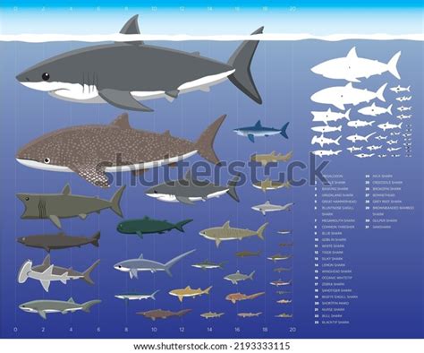 Image result for Different Size Sharks