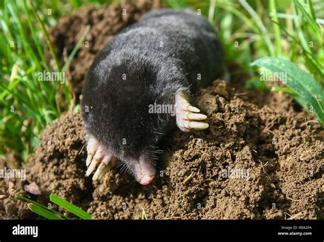 Image result for Moles Adaptations