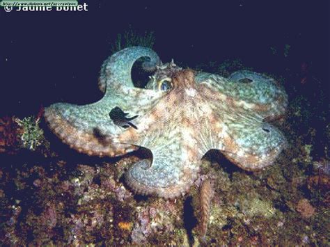 Image result for Moluscos