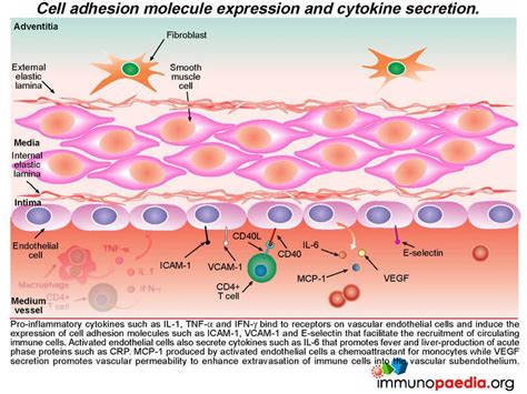 Adhesion Molecules Leukocyte Adhesion Molecules In Transplantation1