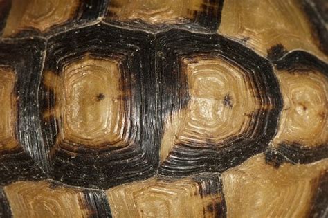 Image result for Multigrain Turtle Shells