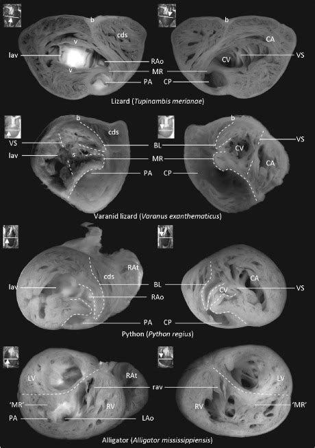 Image result for Pit Fundus Python