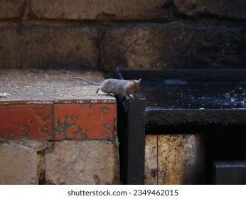 Image result for Mouse Running Around