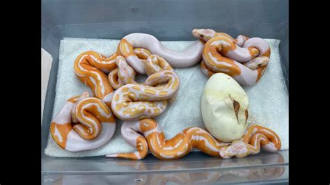 Image result for Emoji Dreamsicle Ball Python