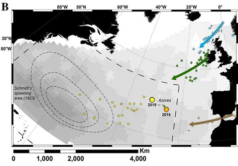 Image result for Nature Eels Map Python
