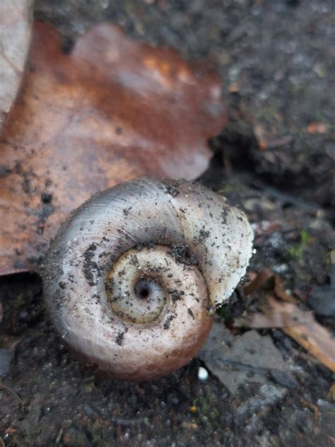 Planorbidae に対する画像結果