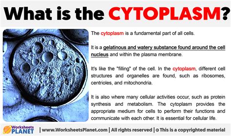 Image result for Cytoplasm Real Life Example