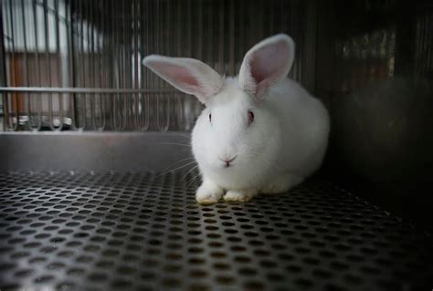 Animal Experiment: 7 Animals That Scientists Use During Research ...