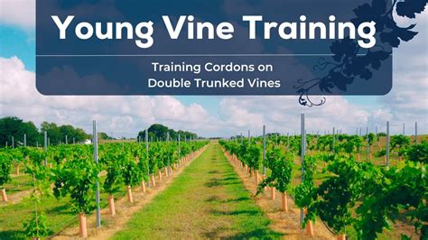 Image result for Single or Double Trunk System Training in Kiwi