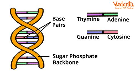 Image result for DNA Projects for Kids