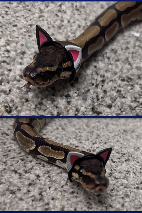 Ball Python Snake Mask に対する画像結果