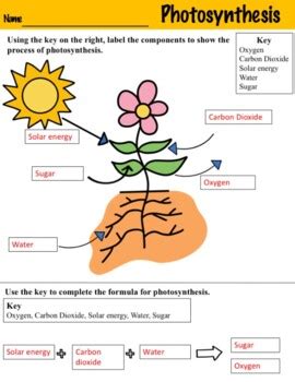 Afbeeldingsresultaten voor How Does Photosynthesis Work Worksheet Answers