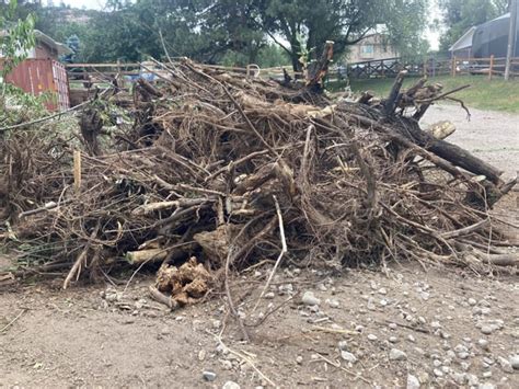 Image result for Chinese Elm Tree Root System