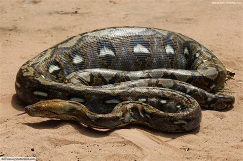 Image result for Reitculated Python