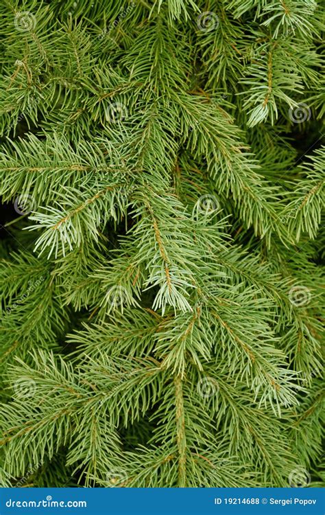 Bildergebnis für Naaldboom Types