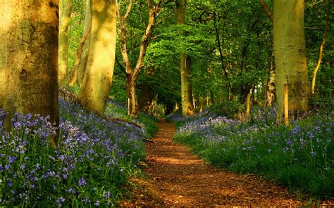 Image result for Spring Forest Desktop