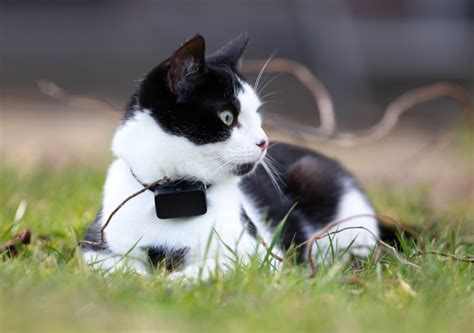 Collier GPS Chat に対する画像結果