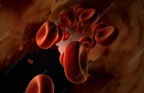 Image result for Blood Collection Hamster